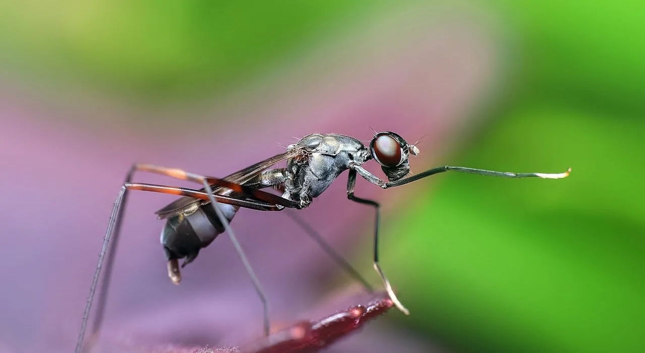 pior fase da dengue