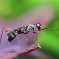 pior fase da dengue